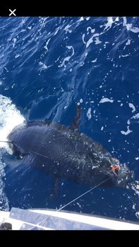Bluefin Tuna 340 kg Cavalier & Blue Marlin Pesca sportiva Gran Canaria
