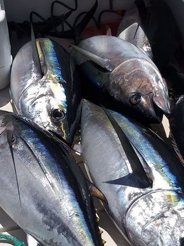 Big Eye tuna Cavalier & Blue Marlin Sport Fishing Gran Canaria