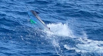 August Fotoarchiv 2019 Cavalier & Blue Marlin Sport Fishing Gran Canaria