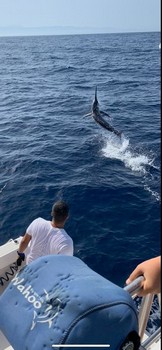 August Fotoarchiv 2019 Cavalier & Blue Marlin Sport Fishing Gran Canaria