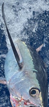 Archivo fotográfico de agosto 2019 Cavalier & Blue Marlin Sport Fishing Gran Canaria