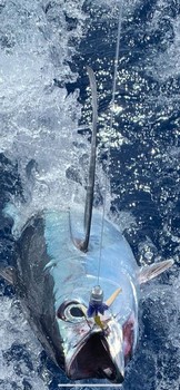 September Photo Archive 2019 Cavalier & Blue Marlin Sport Fishing Gran Canaria