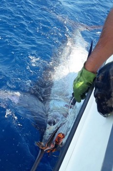 Oktober Fotoarchiv 2019 Cavalier & Blue Marlin Sport Fishing Gran Canaria