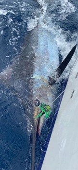 October Photo Archive 2019 Cavalier & Blue Marlin Sport Fishing Gran Canaria