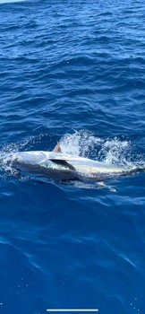 Mars fotoarkiv 2020 Cavalier & Blue Marlin Sport Fishing Gran Canaria