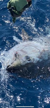 März Fotoarchiv 2020 Cavalier & Blue Marlin Sport Fishing Gran Canaria