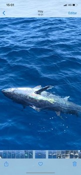 Archivo fotográfico de marzo 2020 Cavalier & Blue Marlin Sport Fishing Gran Canaria