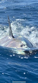 March Photo Archive 2020 Cavalier & Blue Marlin Sport Fishing Gran Canaria