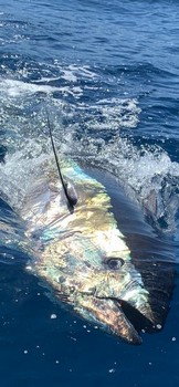 Archivo fotográfico de marzo 2020 Cavalier & Blue Marlin Sport Fishing Gran Canaria
