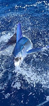 Spearfsh Cavalier & Blue Marlin Sport Fishing Gran Canaria