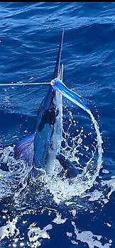 Blauwe Marlijn Cavalier & Blue Marlin Sport Fishing Gran Canaria
