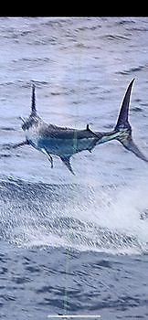Blauwe Marlijn Cavalier & Blue Marlin Sport Fishing Gran Canaria