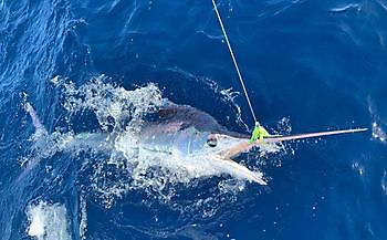 Klaas Westerhof veröffentlichte White & Blue Marlin Cavalier & Blue Marlin Sport Fishing Gran Canaria