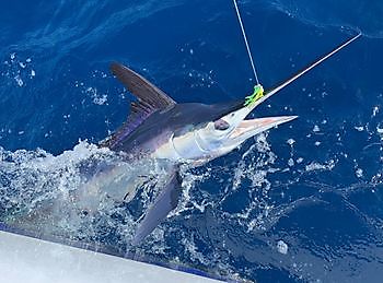 Klaas Westerhof lanzó White & Blue Marlin Cavalier & Blue Marlin Sport Fishing Gran Canaria