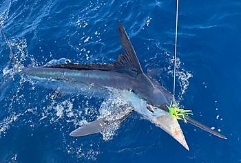 Klaas Westerhof released Witte en Blauwe Marlijn Cavalier & Blue Marlin Sport Fishing Gran Canaria