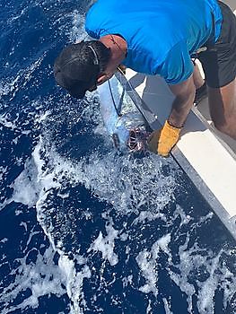 Het loslaten van een Blauwe Marlijn Cavalier & Blue Marlin Sport Fishing Gran Canaria
