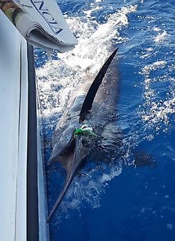 Blauwen Marlijn Cavalier & Blue Marlin Sport Fishing Gran Canaria