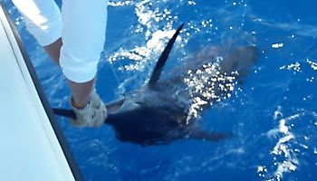 Cavalier vinner Corona Cup 2020 Cavalier & Blue Marlin Sport Fishing Gran Canaria