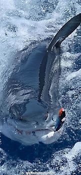 Mako shark Cavalier & Blue Marlin Sport Fishing Gran Canaria