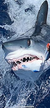 Mako shark Cavalier & Blue Marlin Sport Fishing Gran Canaria