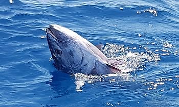 Cavalier släppte £ 150 Blue Fin Tuna Cavalier & Blue Marlin Sport Fishing Gran Canaria