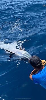 Cavalier lanzó atún de aleta azul de 650 lb Cavalier & Blue Marlin Sport Fishing Gran Canaria