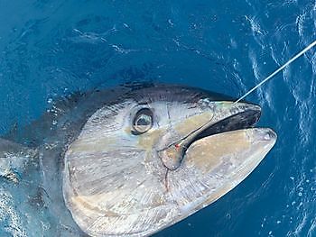 700 libras de atún rojo Cavalier & Blue Marlin Sport Fishing Gran Canaria