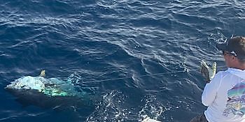 700 libras de atún rojo Cavalier & Blue Marlin Sport Fishing Gran Canaria