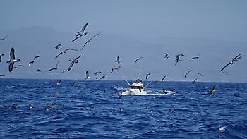Jagende zeemeeuwen Cavalier & Blue Marlin Sport Fishing Gran Canaria