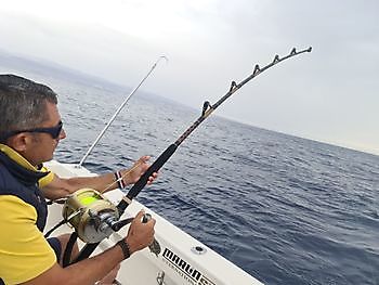1-2 Thunfisch mit großen Augen Cavalier & Blue Marlin Sport Fishing Gran Canaria