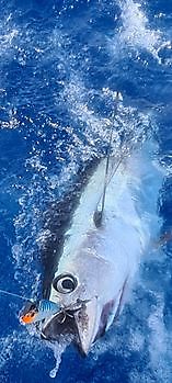 Der Regenbogen Cavalier & Blue Marlin Sport Fishing Gran Canaria