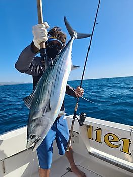 Bonito de l_Atlantique Nord Cavalier & Blue Marlin Sport Fishing Gran Canaria