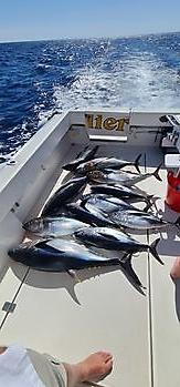 Tonijnen Cavalier & Blue Marlin Sport Fishing Gran Canaria