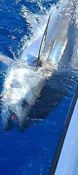 Blauwvintonijn Cavalier & Blue Marlin Sport Fishing Gran Canaria