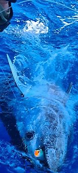 Blauwvintonijn Cavalier & Blue Marlin Sport Fishing Gran Canaria