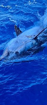 Bluefin tuna Cavalier & Blue Marlin Sport Fishing Gran Canaria