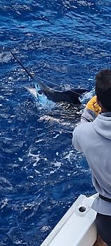 Blue Marlin Cavalier & Blue Marlin Pesca sportiva Gran Canaria