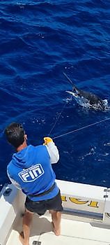 Marlin bleu Cavalier & Blue Marlin Sport Fishing Gran Canaria