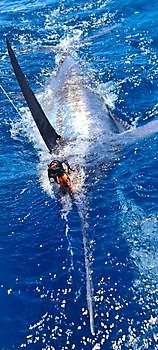 Marlin azul de 330 libras Cavalier & Blue Marlin Sport Fishing Gran Canaria