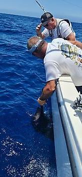 Blue Marlin Release Cavalier & Blue Marlin Sport Fishing Gran Canaria