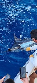 Lo spettacolo continua Cavalier & Blue Marlin Pesca sportiva Gran Canaria