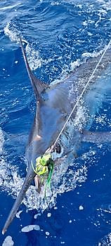 Blå Marlin Cavalier & Blue Marlin Sport Fishing Gran Canaria