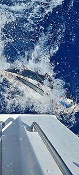 Albacore Tonijn Cavalier & Blue Marlin Sport Fishing Gran Canaria