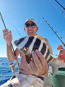 Zebra-Seebrasse Cavalier & Blue Marlin Sport Fishing Gran Canaria