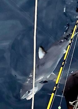 Mako Shark Cavalier & Blue Marlin Sport Fishing Gran Canaria