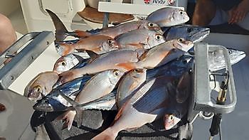 Buena captura de pargos Pesca Deportiva Cavalier & Blue Marlin Gran Canaria