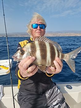 https://www.bluemarlin3.com/nl/zebra-zeebrasem Cavalier & Blue Marlin Sport Fishing Gran Canaria