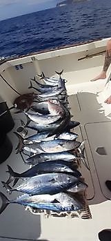https://www.bluemarlin3.com/it/bella-presa Cavalier & Blue Marlin Pesca sportiva Gran Canaria