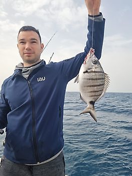 Zebra Seabream Cavalier & Blue Marlin Sport Fishing Gran Canaria