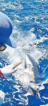 Cavalier Released 3de Blauwvin Tonijn. Cavalier & Blue Marlin Sport Fishing Gran Canaria